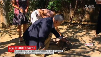 Сплячого кенгуру розбудили, аби віце-президент США міг його погодувати
