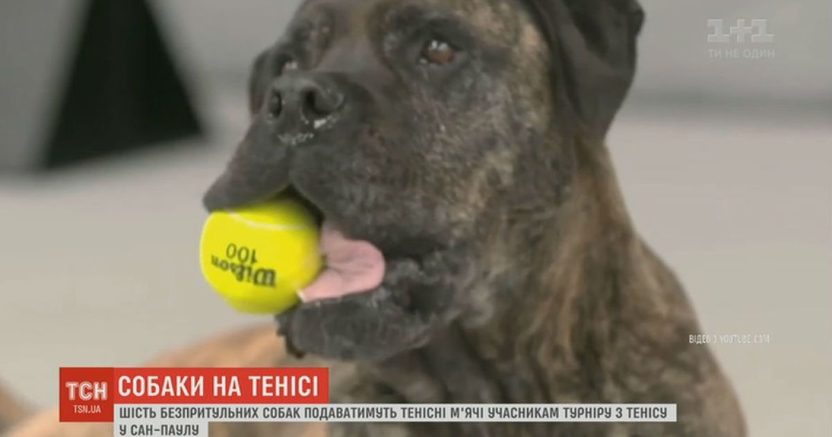Собаки-подаваки: к теннисному турниру в Сан-Паулу привлекли бездомных собак
