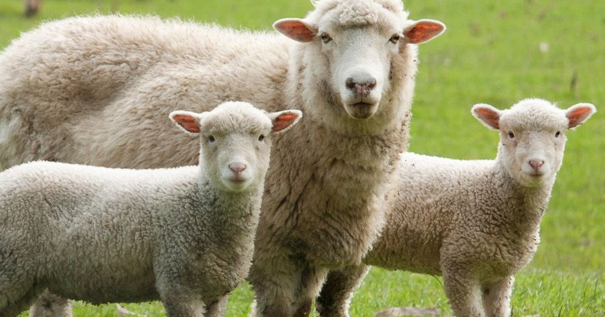 Як сказати українською «овчинка выделки не стоит»