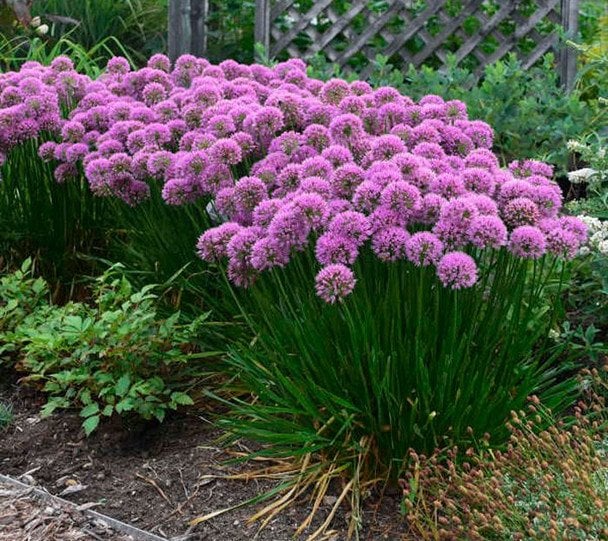 Декоративний часник (алліум)