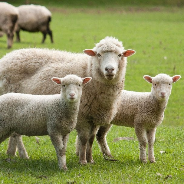 Як сказати українською "овчинка выделки не стоит": прямі відповідники та народні приказки