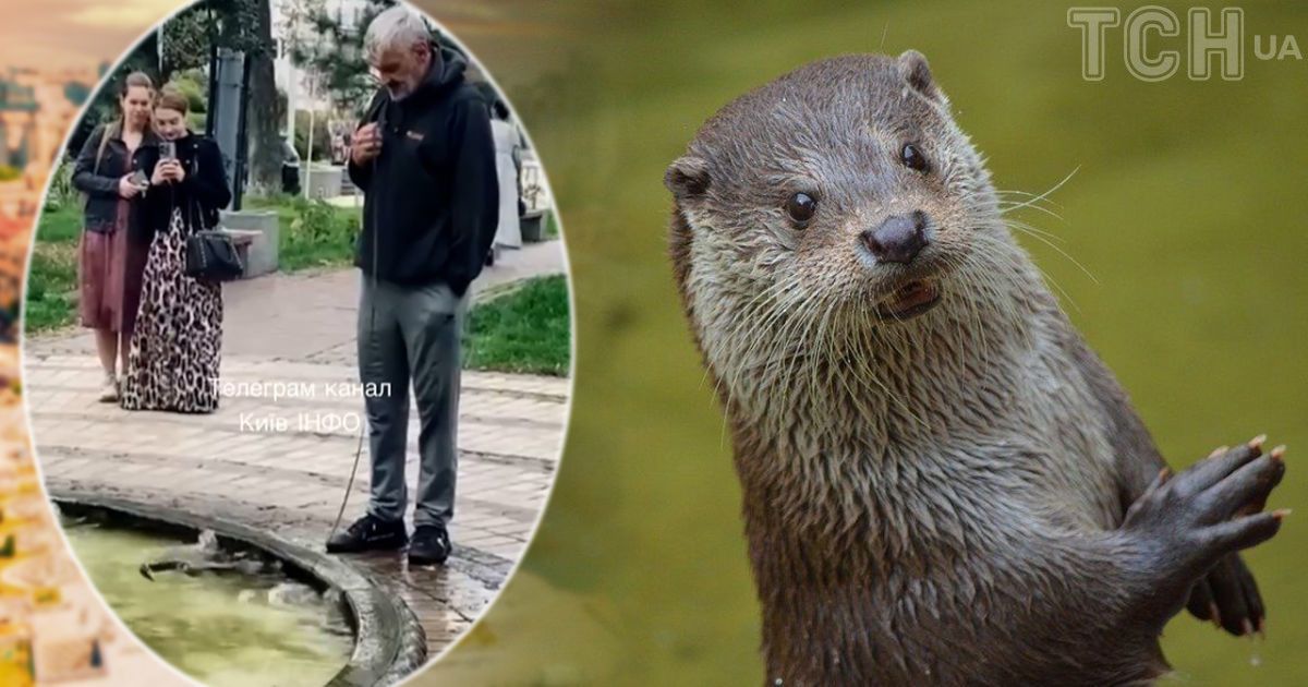 У фонтані Києва помітили видру / Колаж ТСН.ua
