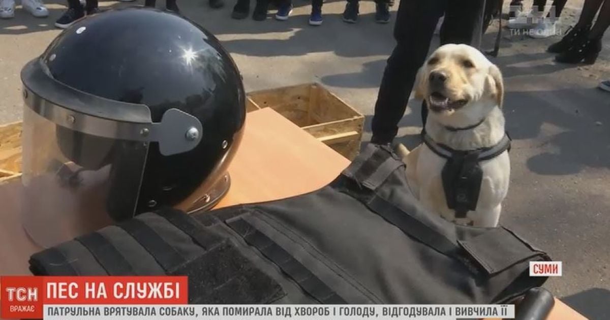 В Сумах лабрадор, которого патрульные изъяли у жестоких хозяев, стал на службу в полиции