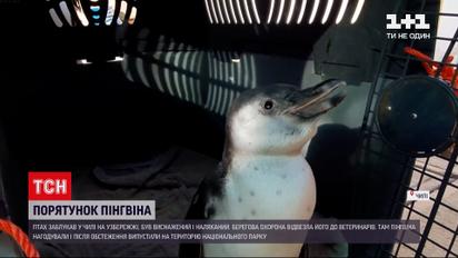 Новости мира: в Чили спасли пингвина, который потерял своих родственников