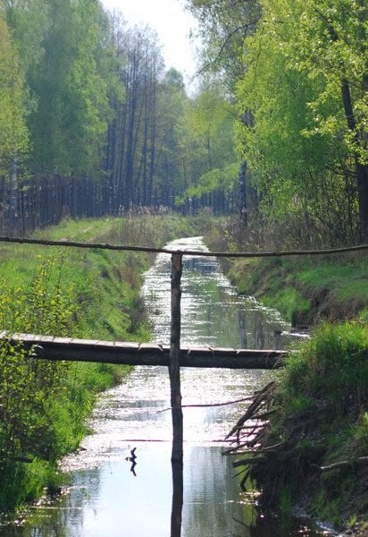 Урочище Болярка в заказнике «Зубр» Автор: Нечипорук Максим Анатольевич