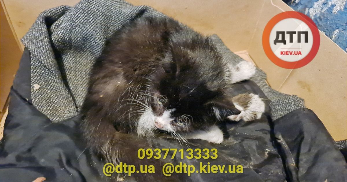 В Киеве спасают котенка, которого переехал автомобиль