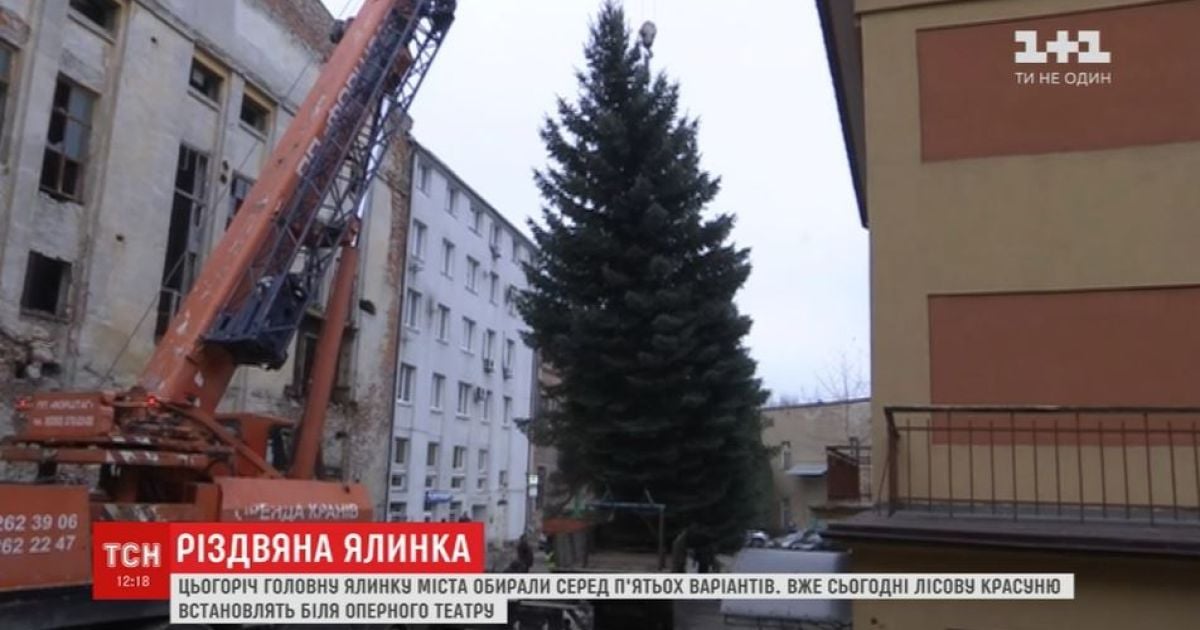 Во Львове спилили подаренную городу елку для установки на главной площади к праздникам