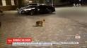В Мережу виклали відео прогулянки левеняти вулицями Одеси