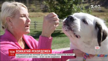 Американский пес попал в книгу рекордов Гиннесса за самый длинный язык на планете