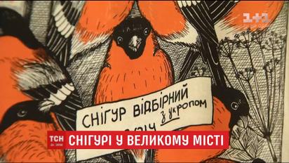 Возвращение снегирей: за сколько можно приобрести красногрудого домашнего любимца