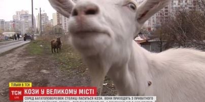 Кози посеред багатоповерхівок у Києві спричинили конфлікт між сусідами