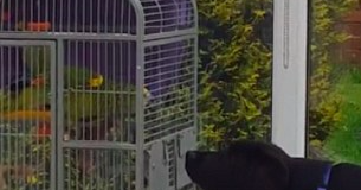 В 40-секундном ролике пес лает, опершись на мебель, а попугай сидит в клетке на шесте