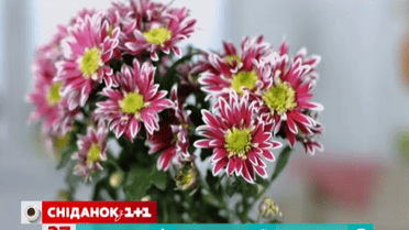 Как продлить жизнь букету