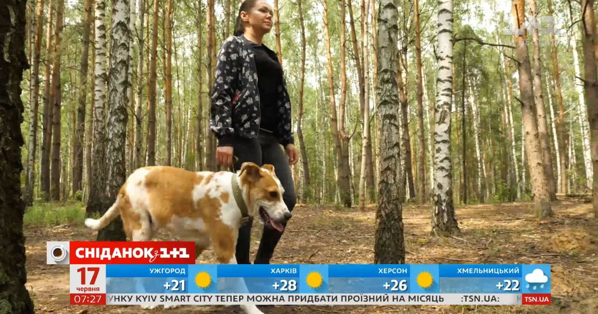 Вытащили с того света: как складывается жизнь пса Дора в новой семье