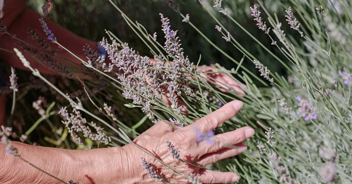 Догляд за лавандою