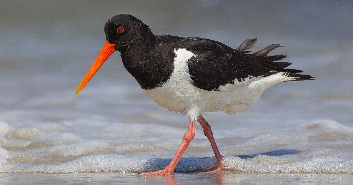 Кулик-сорока. Фото: Andreas Trepte/CC BY-SA 2.5