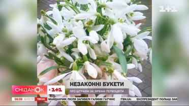 Бережіть підсніжники: "Сніданок" закликає не купувати першоцвіти і нагадує про штраф