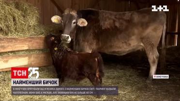 В Германии спасли от мясников одного из самых маленьких в мире быков