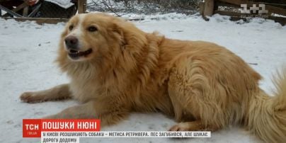 У Києві розшукують метиса ретривера Нюню
