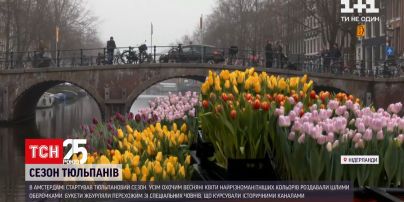 Сезон тюльпанів: в Амстердамі усім охочим роздавали весняні квіти цілими оберемками