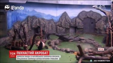 В Китаї панда дивувала акробатичними трюками