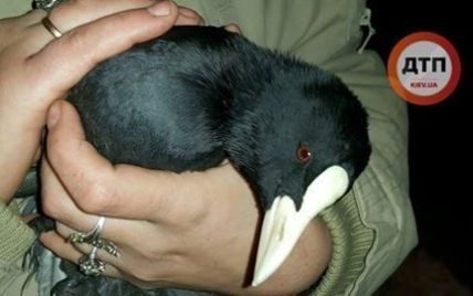 В Киеве патрульные спасли редкую птицу