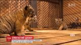 В китайском зоопарке впервые показали месячных тигрят