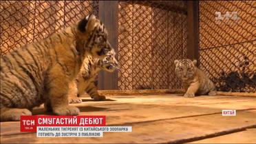 У китайському зоопарку вперше показали місячних тигренят