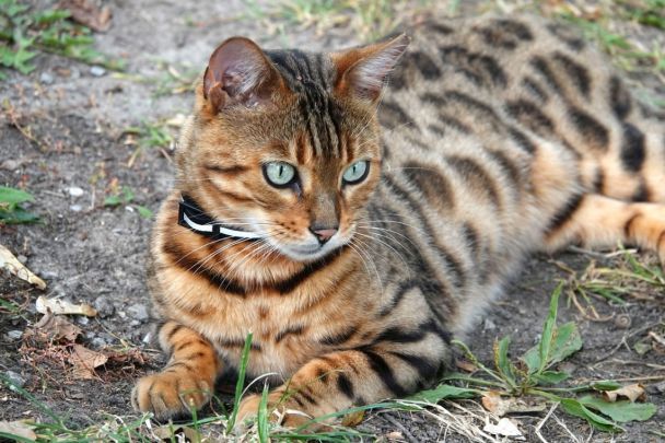 Бенгальский кот