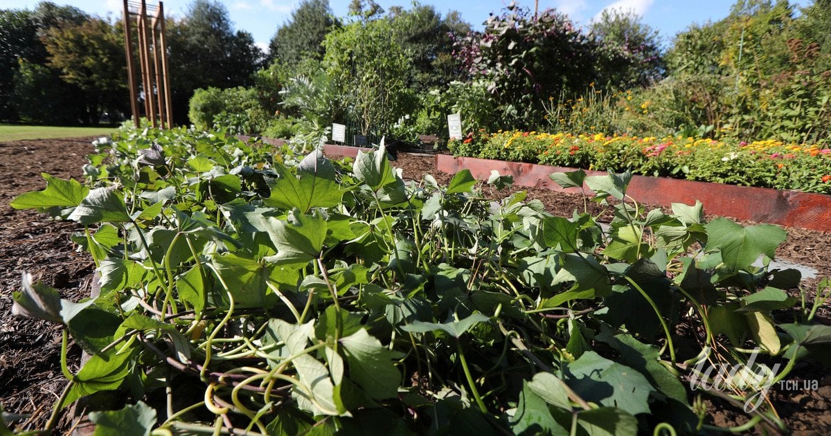 Солодка картопля