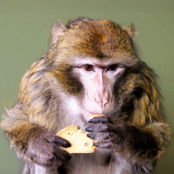 Врятований магот із Гостомеля / © Київський зоопарк