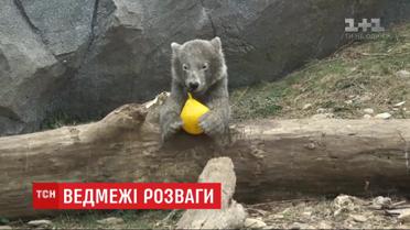Игривая кроха: в венском зоопарке подрастает белый медвежонок Финья