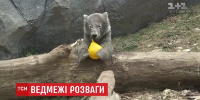 Игривая кроха: в венском зоопарке подрастает белый медвежонок Финья