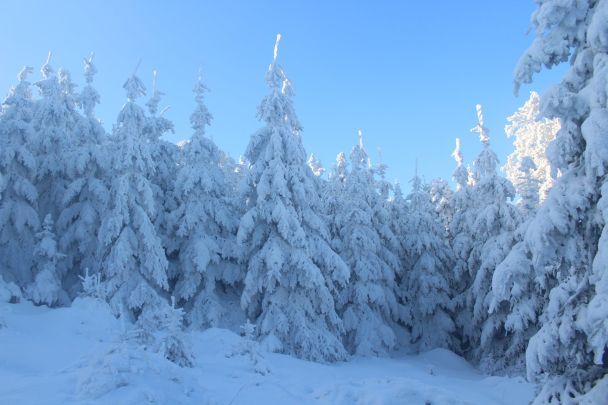 Народні прикмети 5 грудня / © Pexels