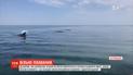 Дельфины, которые не могли выбраться из залива в открытое море, снова спокойно плавают