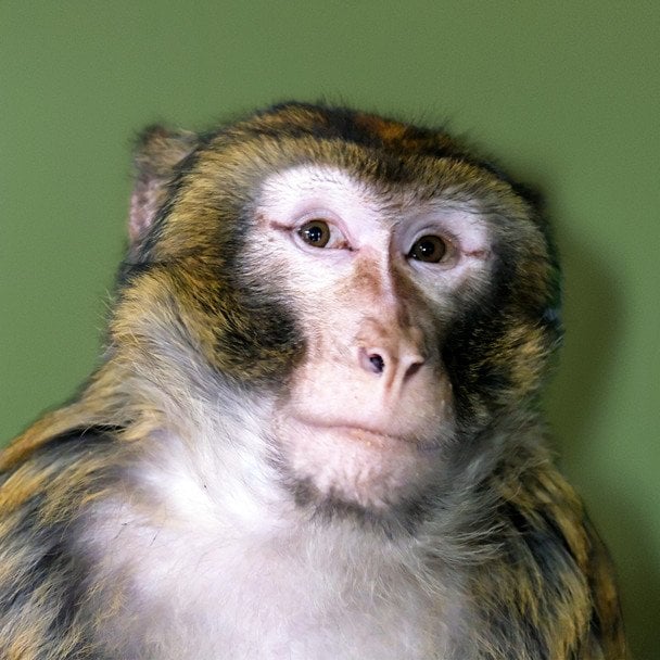 Врятований магот із Гостомеля / © Київський зоопарк