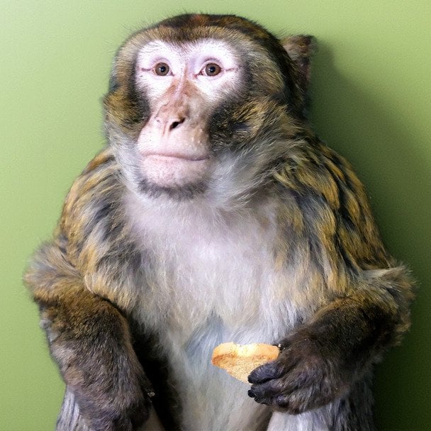 Врятований магот із Гостомеля / © Київський зоопарк