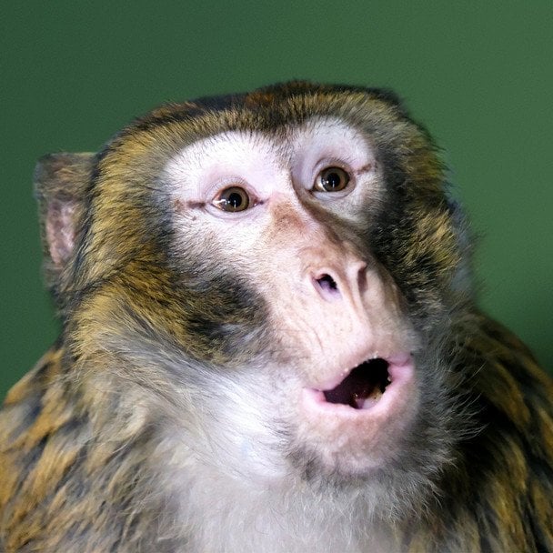 Врятований магот із Гостомеля / © Київський зоопарк