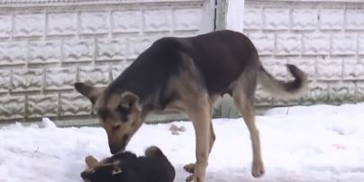 Собак у Миколаєві атакує смертоносний паразит, який передається людині