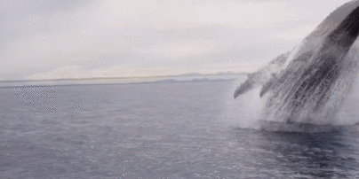 Невероятные кадры: в Австралии горбатый кит внезапно вынырнул и сделал пируэт в воздухе