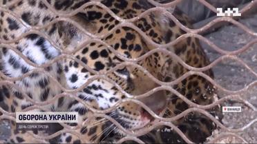 В Винницкий зоопарк эвакуировали двух хищников из частного зверинца с юга страны