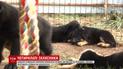 Кінологи показали милих цуциків, яких виховуватимуть для бойових завдань на Донбасі