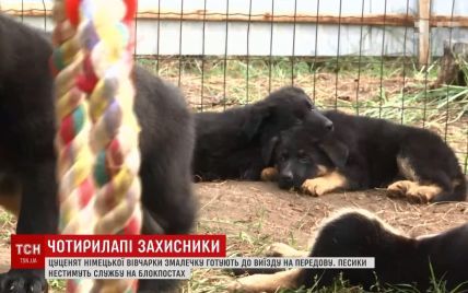 Кінологи показали милих цуциків, яких виховуватимуть для бойових завдань на Донбасі
