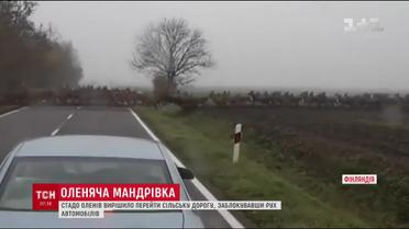 У Скандинавії сотні оленів перебігли дорогу перед ошелешеними водіями