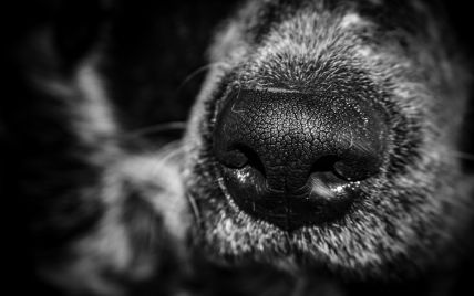 "Мав би вчити гуманості учнів": директор школи у Луцьку застрелив собаку