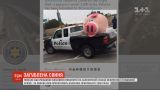 Власника величезної іграшкової свині розшукує поліція США
