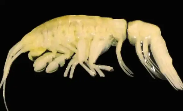 Dulcibella camanchaca.