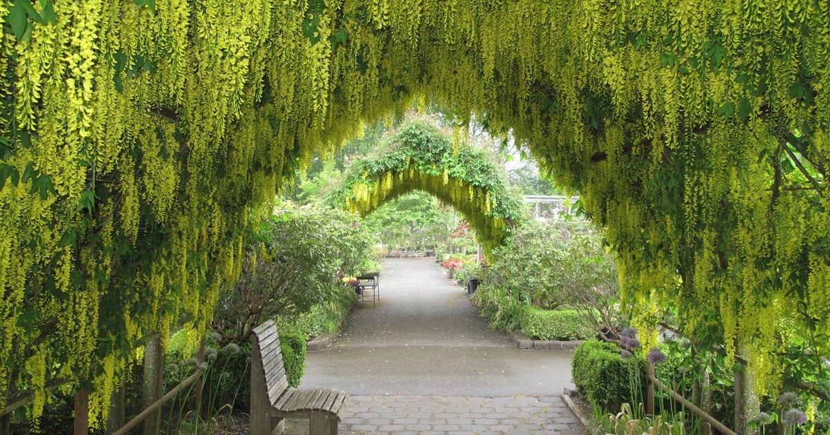 Альтанка з гліцинією