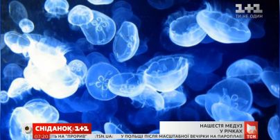 У Дніпрі з’явилися прісноводні медузи: що це означає для екосистеми