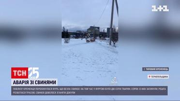 В Тернопольской области опрокинулась фура со свиньями